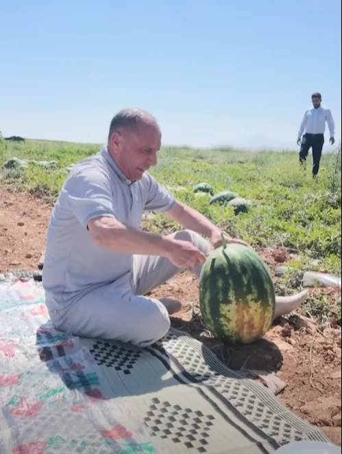 Çumra Belediye Başkanı Mehmet Aydın Yenisu Mahallesinde Karpuz Hasadına Katıldı