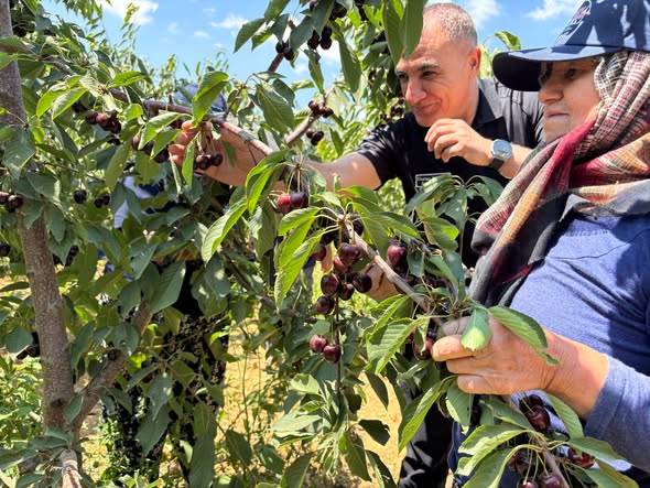 Mernek Yaylasında Sezonun Son Kirazı Toplanıyor