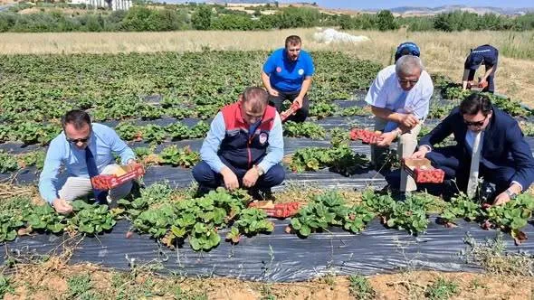Türkiye'nin Çilek Üssü Hüyükte Hasat Sezonu Tüm Hızıyla Devam Ediyor