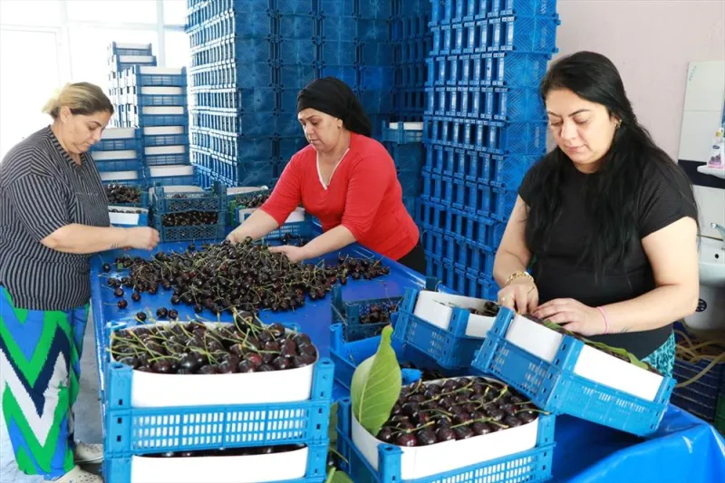 Hadim Kirazında Hasat Devam Ediyor
