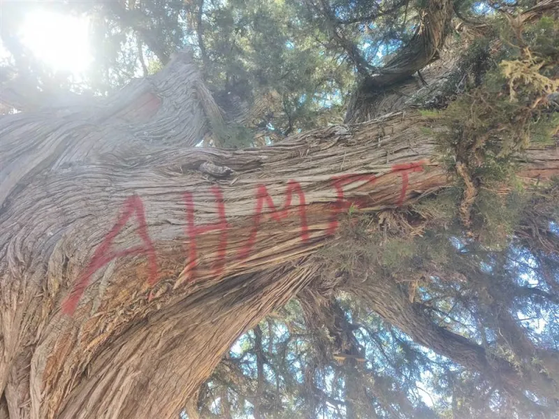 2 bin yıllık anıt ağacın tahrip edilmesine ilişkin inceleme başlatıldı