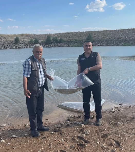 Beyşehir’de Göletlere 60 Bin Yavru Sazan Bırakıldı