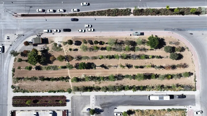 Şehir Hastanesi-Stadyum Tramvay Hattında Ağaçlar Korunarak Naklediliyor