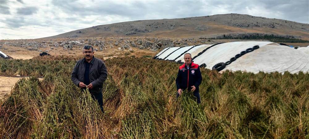 Meram’ın Yerel Susamlarında Hasat Çalışmaları Başladı