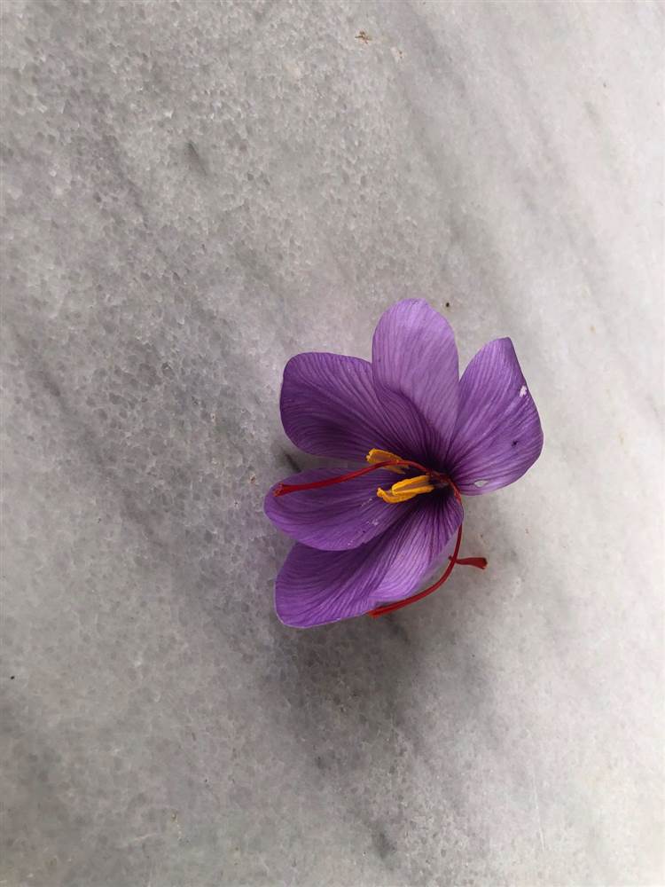 Kadın Çiftçilerin Emeği Tarımın Geleceğine Güç Katıyor