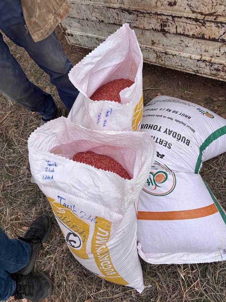 Güneysınır’da 26 Buğday Çeşidinin Yer Aldığı Deneme Sahası Kuruldu
