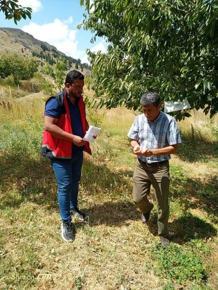 Taşkentte Akdeniz Meyve Sineği Denetimleri Sürüyor