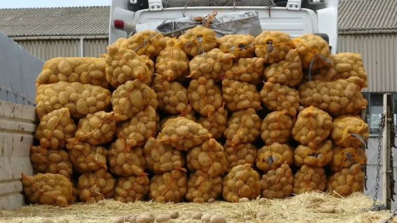 ÜRETİCİLERDEN PATATES  VE KURU SOĞAN ALIMINA BAŞLANDI