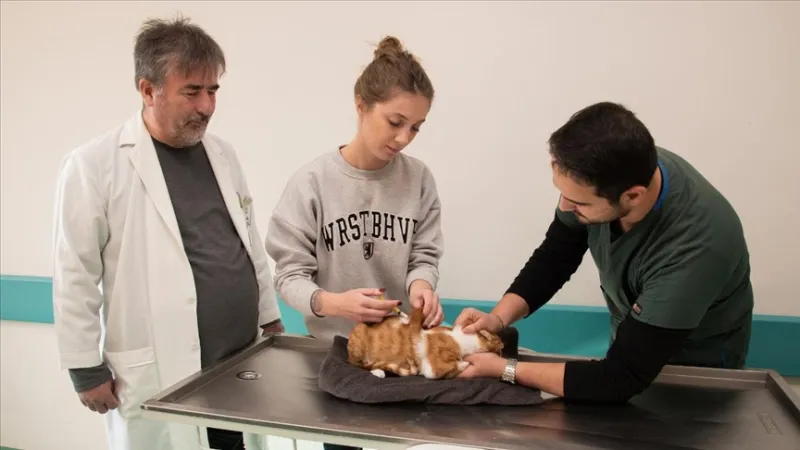 SELÇUK ÜNİVERSİTESİ VETERİNER FAKÜLTESİNDE BU YIL 20 BİN 250 HAYVANIN TEDAVİSİ YAPILDI