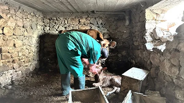 KONYA BÜYÜKŞEHİR HATAY’DAKİ ÜRETİCİLERİN HAYVANLARINA MUAYENE HİZMETİ VERİYOR