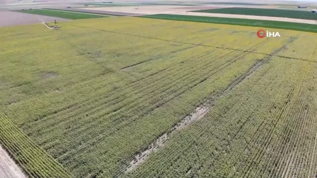 Aksaray'da Ay Çekirdeği Hasadı Başladı