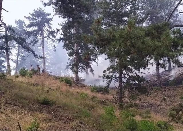 Ankara'nın Nallıhan ilçesindeki orman yangını kontrol altına alındı