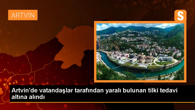 Artvin'de yaralı tilki tedavi altına alındı