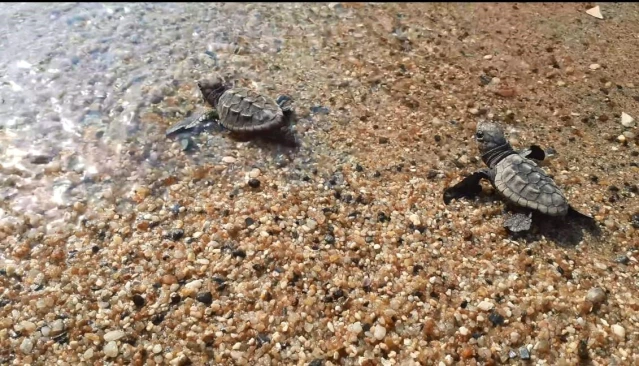 Aydın'da Caretta carettaların yumurtaları denizle buluşuyor