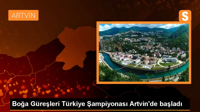 Boğa Güreşleri Türkiye Şampiyonası Artvin'de Başladı