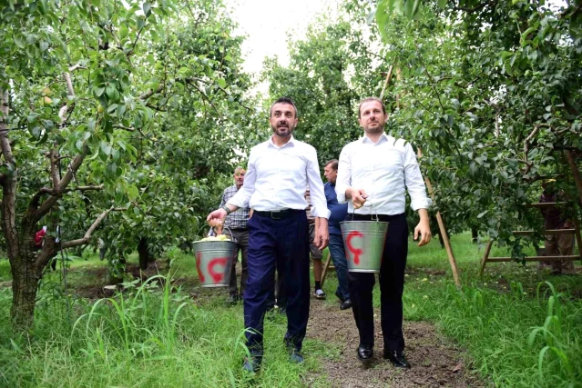 Bursa'da Santa Maria cinsi armut hasadı başladı
