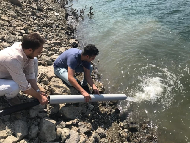Çanakkale'deki Barajlara Yüz Binlerce Pullu Sazan Yavrusu Salındı