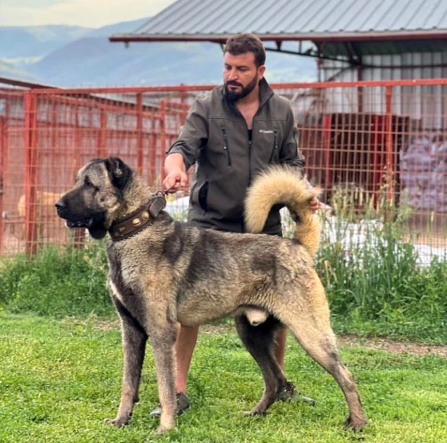 Çankırı'da Yetiştirilen Kangallar Sivas'a Rakip Oldu
