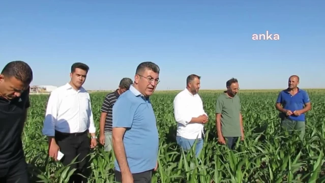 Çiftçiler, TMO'nun açıkladığı mısır alım fiyatına tepki gösterdi
