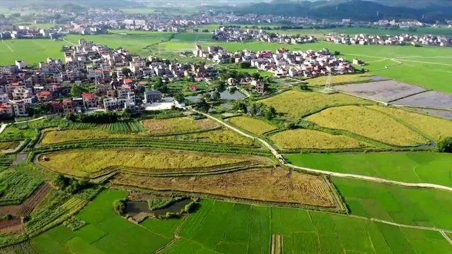 Çin'de Geliştirilen Dev Hibrit Pirinç Verimli Bir Hasat Sağlıyor