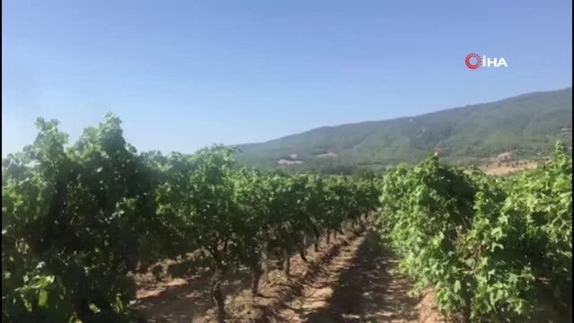 Denizli'de Çekirdeksiz Üzüm Hasadı Başladı