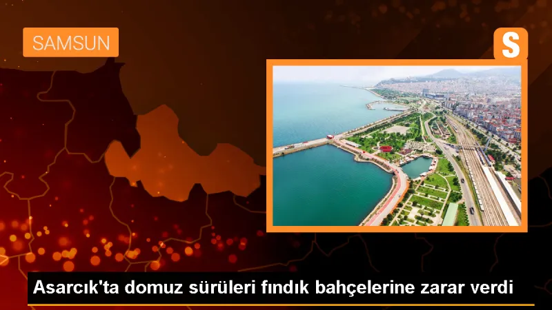 Domuz sürüleri fındık bahçelerine zarar verdi