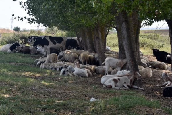 Edirne'de köylere inen kurtlar, koyunlara saldırdı