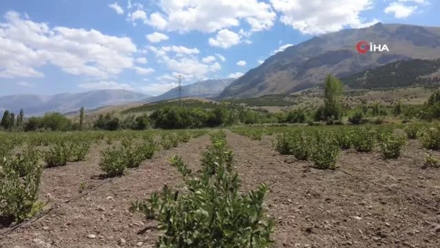 Erzincan'da Aronya Yetiştiriciliği Projesi - Son Dakika