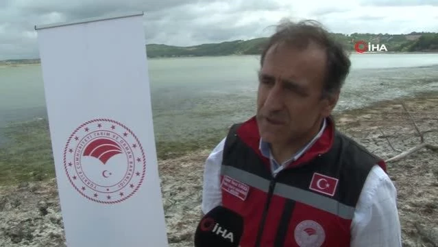 İstanbul'da göl ve göletlere 1 milyon 143 bin yavru balık bırakıldı
