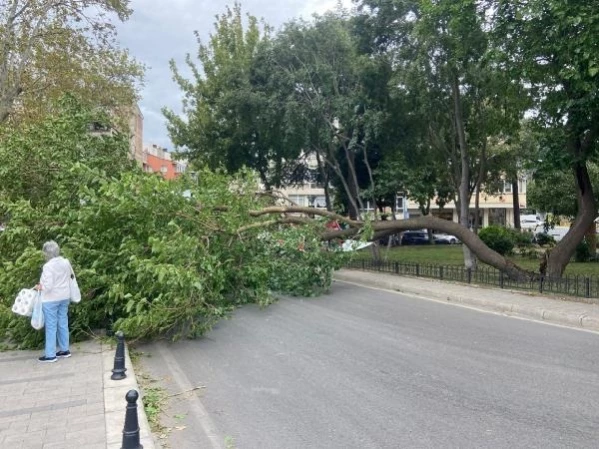 Kadıköy'de Rüzgarın Etkisiyle Ağaç Devrildi