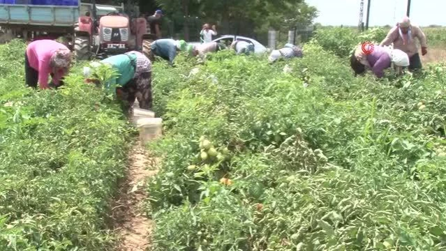 Kavurucu sıcakta domates hasadı - Son Dakika
