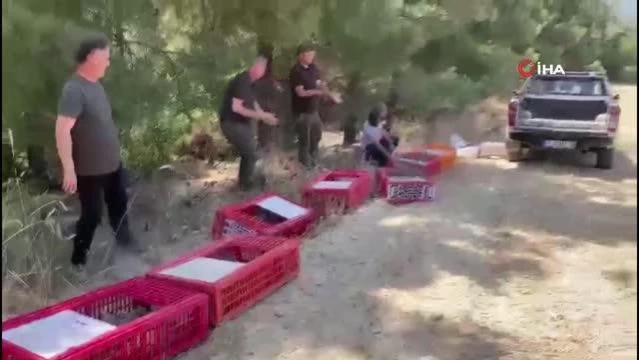 Kınalı keklikler yangın bölgelerine salındı