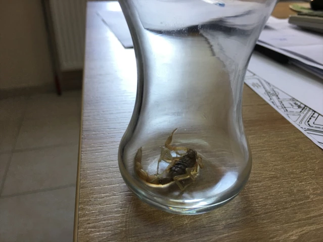 Konya'da Akrep Sokan Gurbetçi Ailenin Çocuğu Hastaneye Kaldırıldı