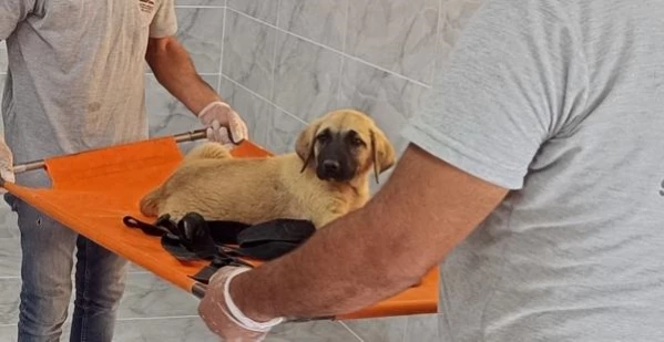 Köpeğe yapılan şiddetle ilgili yeni açıklama