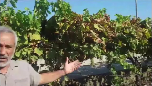 Manisa'da Üzüm Bağları Hastalıktan Etkilendi