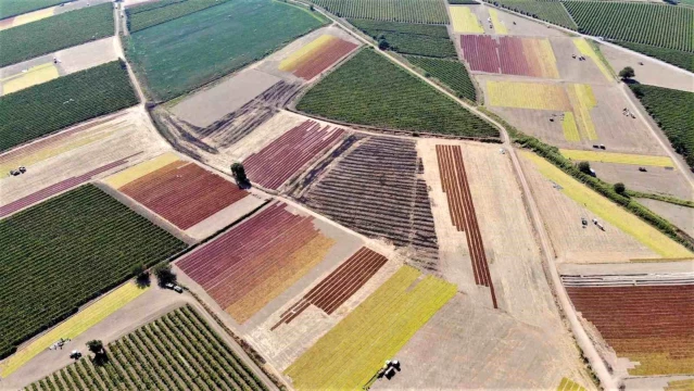 Manisa'da Üzüm Kurutma Sergileri Dronla Görüntülendi