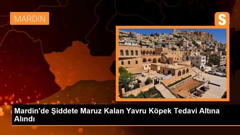 Mardin'de Şiddete Maruz Kalan Yavru Köpek Tedavi Altına Alındı