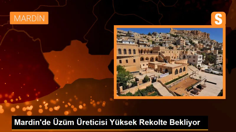 Mardin'de Üzüm Üreticisi Yüksek Rekolte Bekliyor