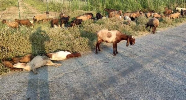 Mersin'de Otlayan 48 Küçükbaş Hayvan Öldü