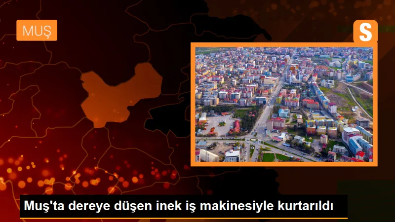 Muş'ta Dereye Düşen İnek İş Makinesiyle Kurtarıldı