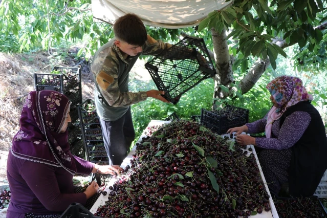 Niğde'de Sezonun Son Kiraz Hasadı Başladı