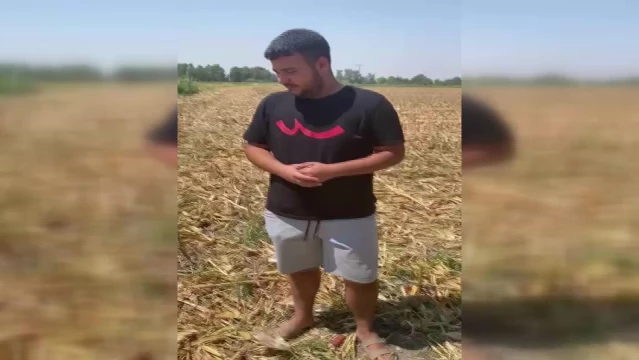 Osmaniyeli çiftçiler mısır alım fiyatına tepki gösterdi