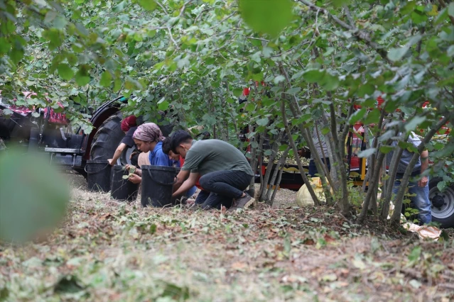 Sakarya'da Fındık Hasadı Başladı - Son Dakika
