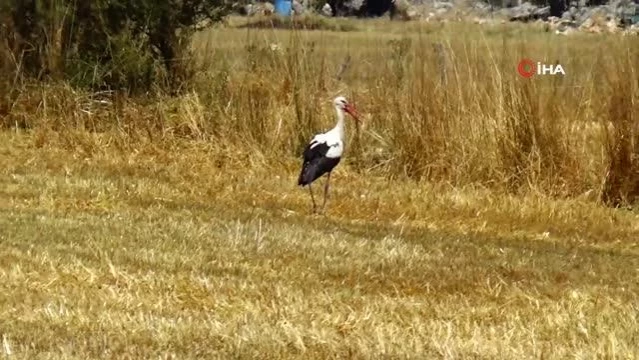 Sıcak Havalar Leylekleri Etkiledi - Son Dakika