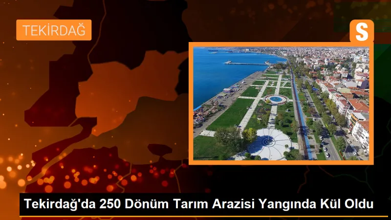 Tekirdağ'da çıkan yangında 250 dönüm tarım arazisi kül oldu