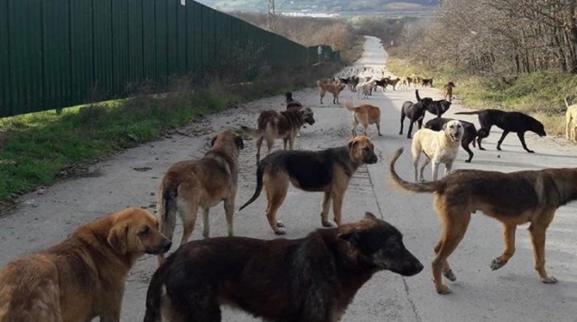 Türkiye'de Başıboş Köpek Sorunu: Kuduz Vakaları Artıyor
