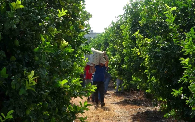 Mersin Erdemli'de Limon Hasadı Başladı