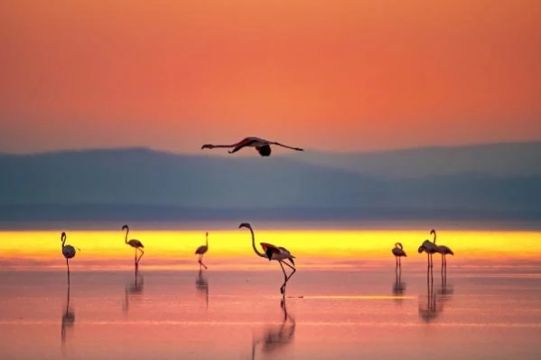 Tuz Gölü'nde Flamingoların Göçü Başladı