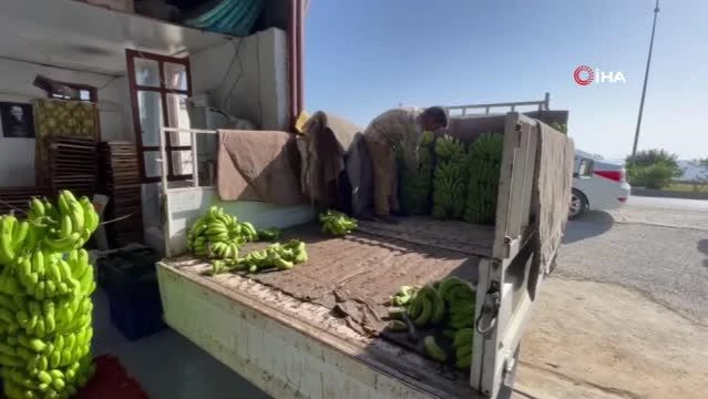Alanya'da 150 Bin Ton Muz Üretimi Gerçekleştirildi