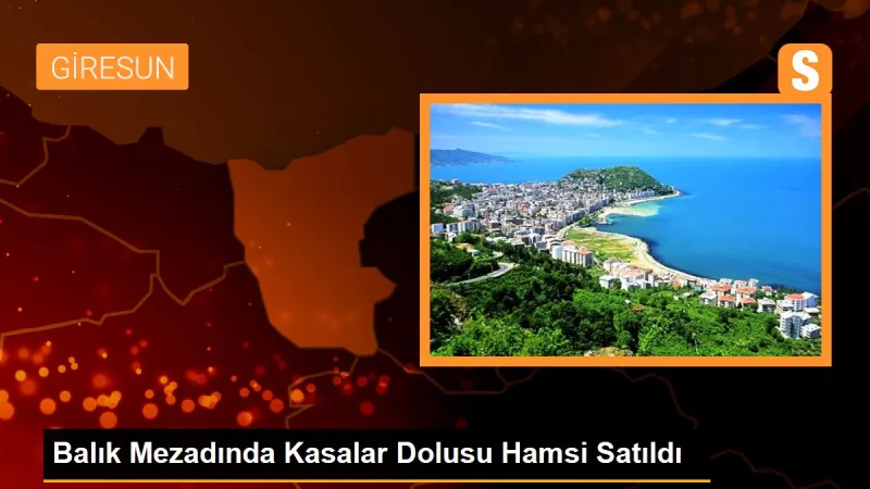 Balık Mezadında Kasalar Dolusu Hamsi Satıldı